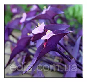 Живець Сеткреазія (традесканція) пурпурна, живець свіжозріз 3-4 міжвузля Живець Сеткреазія (традесканція) пурпурна, живець свіжозріз 3-4 міжвузля