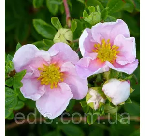 Перстач Princess (Принцес) у контейнері 2 л Перстач Princess (Принцес) у контейнері 2 л