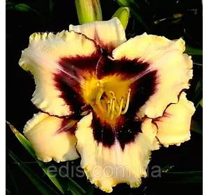 Лілейник Canadian Border Patrol Лілейник Canadian Border Patrol