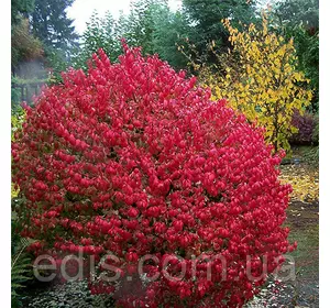 Бруслина Compactus (Компактус) Бруслина Compactus (Компактус)