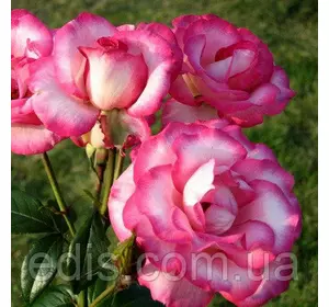 Троянда в'юнка Хендель ( Handel ) Троянда в'юнка Хендель ( Handel )