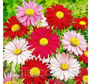 Хризантема Гігантська суміш, насіння Яскрава 0.2 г Хризантема Гігантська суміш, насіння Яскрава 0.2 г