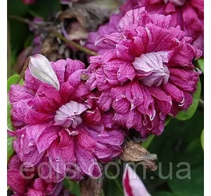 Клематис Purpurea Plena Elegans (Пурпуреа Плена Елеганс) Клематис Purpurea Plena Elegans (Пурпуреа Плена Елеганс)