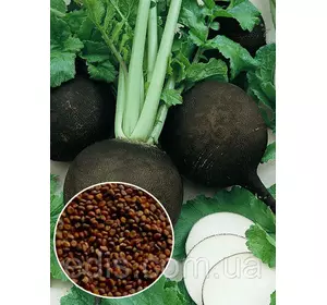 Редька Чорна кругла (зимова) 100 г, вагове насіння Яскрава Редька Чорна кругла (зимова) 100 г, вагове насіння Яскрава