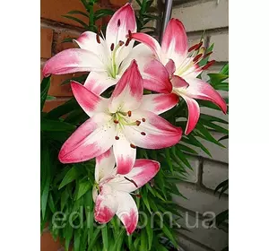 Лілія азіатська Lollypop (Лолліпоп) 1 цибулина 12/14 Лілія азіатська Lollypop (Лолліпоп) 1 цибулина 12/14