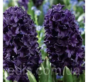 Гіацинт Blue Sapphire (Блю Сапфір) 1 цибулина (калібр 14/15 - великий) Гіацинт Blue Sapphire (Блю Сапфір) 1 цибулина (калібр 14/15 - великий)