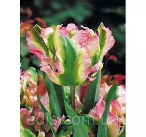 Тюльпан папуговий Green Wave 3 цибулинки Тюльпан папуговий Green Wave 3 цибулинки