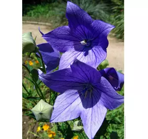 Платикодон синій Fuji Blue (широкодзвоник) Платикодон синій Fuji Blue (широкодзвоник)