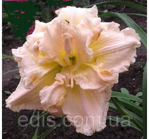 Лілейник Schnickel Fritz Лілейник Schnickel Fritz