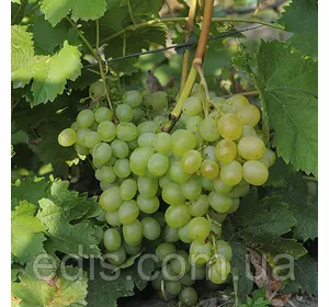 Виноград Світлина (середньо-ранній) Виноград Світлина (середньо-ранній)