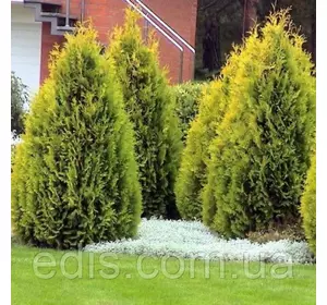 Туя Salland (Салланд) у контейнері 2 л Туя Salland (Салланд) у контейнері 2 л