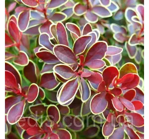 Барбарис Тунберга Golden Ring у контейнері 2 л Барбарис Тунберга Golden Ring у контейнері 2 л