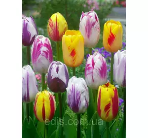 Арт-набір цибулин тюльпанів Рембрандт, 5 цибулин Арт-набір цибулин тюльпанів Рембрандт, 5 цибулин