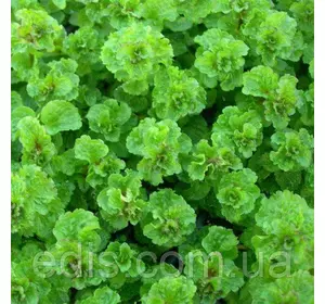 Мята кудрявая Криспа, саженец Р9 Мята кудрявая Криспа, саженец Р9