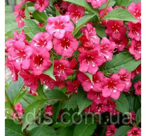 Вейгела Bristol Ruby , саджанець Вейгела Bristol Ruby , саджанець