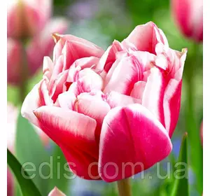 Тюльпан махровий Chandelier (Шэндэлир) 3 цибулинки Тюльпан махровий Chandelier (Шэндэлир) 3 цибулинки