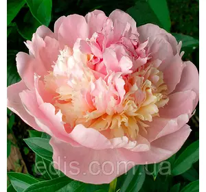 Півонія Angel Cheeks кореневище Півонія Angel Cheeks кореневище