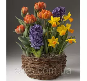 Набір цибулин квітів Токіо 7 цибулин (тюльпани, гіацинти, нарциси) Набір цибулин квітів Токіо 7 цибулин (тюльпани, гіацинти, нарциси)