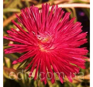 Айстра голчаста Вогник 0,3 г насіння Яскрава Айстра голчаста Вогник 0,3 г насіння Яскрава