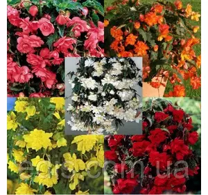 Бегонія бульбова Ампельна Каскад суміш 3 бульби/уп. Бегонія бульбова Ампельна Каскад суміш 3 бульби/уп.