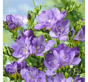 Фрезія махрова Lavander 5 цибулин Фрезія махрова Lavander 5 цибулин
