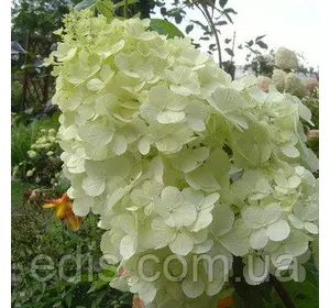 Гортензія волотиста Polar Bear (Полар Бір) в контейнері Гортензія волотиста Polar Bear (Полар Бір) в контейнері