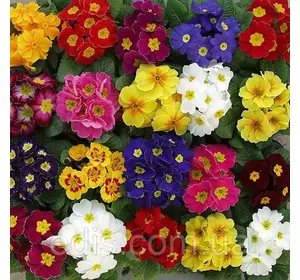 Примула великоквіткова суміш 0,1 г Насіння Яскрава Примула великоквіткова суміш 0,1 г Насіння Яскрава