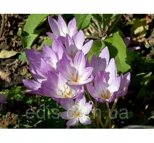 Колхикум (пізньоцвіт) Giant 1 цибулина Колхикум (пізньоцвіт) Giant 1 цибулина