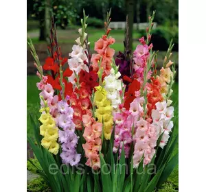 Гладіолус великоквітковий, суміш 10 цибулин калібр 8/10 Гладіолус великоквітковий, суміш 10 цибулин калібр 8/10