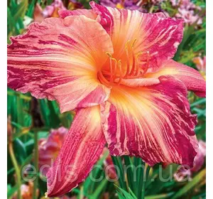 Лілейник Pink Stripes (Пінк Страйпс) Лілейник Pink Stripes (Пінк Страйпс)