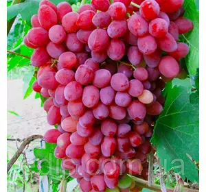 Виноград кишмиш Велес (ранній) Виноград кишмиш Велес (ранній)