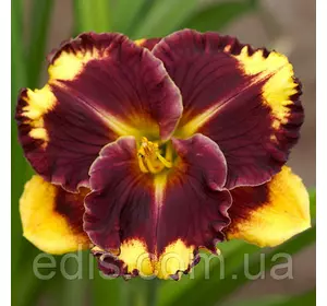 Лійник Tipped Point Лійник Tipped Point