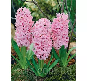 Гіацинт махровий Rosette 1 цибулина (калібр 16/17 - великий) Гіацинт махровий Rosette 1 цибулина (калібр 16/17 - великий)