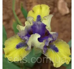 Ірис карликовий Magnetic Storm (Магнетик Шторм) Ірис карликовий Magnetic Storm (Магнетик Шторм)
