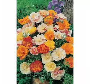 Ешольція махрова суміш 0,5 г, насіння Яскрава Ешольція махрова суміш 0,5 г, насіння Яскрава