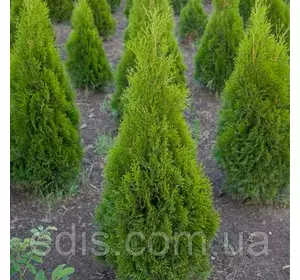 Туя Joska (Джоска) у контейнері Туя Joska (Джоска) у контейнері