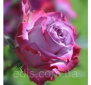 Троянди чайно-гібридна Діп Воте (Deep Water) Троянди чайно-гібридна Діп Воте (Deep Water)