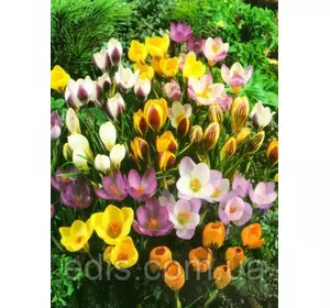 Крокус ботанічний суміш 20 цибулин Крокус ботанічний суміш 20 цибулин