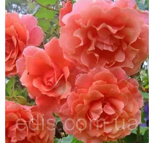 Троянда в'юнка Рожеві перли (Pink Pearls) Троянда в'юнка Рожеві перли (Pink Pearls)