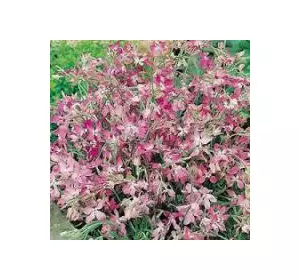 Матіола (Нічна фіалка), однорічник, 1 г, насіння Яскрава Матіола (Нічна фіалка), однорічник, 1 г, насіння Яскрава