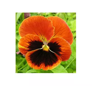 Віола Магія 0,1 г, насіння Яскрава Віола Магія 0,1 г, насіння Яскрава