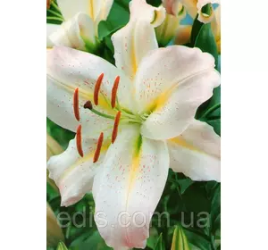 Лілія орієнтальна тигрова Noblesse (Ноблесс) 1 цибулина 12/14 Лілія орієнтальна тигрова Noblesse (Ноблесс) 1 цибулина 12/14