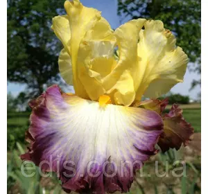 Ірис високий бородатий повторноцветущий Above The Rim (Ебав Зе Рим) Ірис високий бородатий повторноцветущий Above The Rim (Ебав Зе Рим)