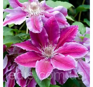 Клематис Doctor Ruppel (Доктор Руппель) Клематис Doctor Ruppel (Доктор Руппель)