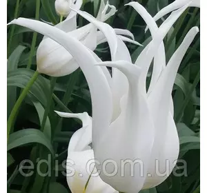 Тюльпан лілієподібний White Star (Уайт Стар) 3 цибулинки Тюльпан лілієподібний White Star (Уайт Стар) 3 цибулинки