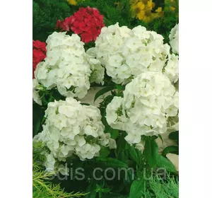 Флокс волотистий White Admiral (Уайт Адмірал) в контейнері Флокс волотистий White Admiral (Уайт Адмірал) в контейнері