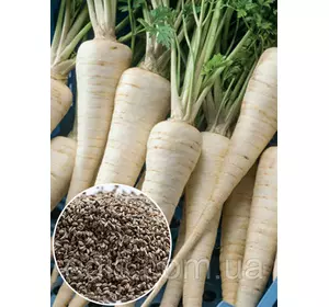 Петрушка коренева Берлінська 100 г, вагове насіння Яскрава Петрушка коренева Берлінська 100 г, вагове насіння Яскрава