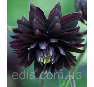 Аквілегія махрова Black Barlow (Блек Барлоу) кореневище Аквілегія махрова Black Barlow (Блек Барлоу) кореневище