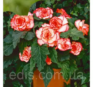 Бегонія бульбова Пікоті біло-червона, бульба Бегонія бульбова Пікоті біло-червона, бульба