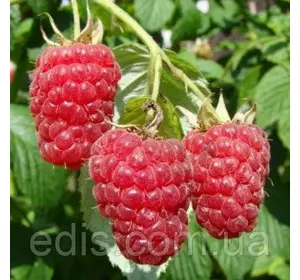 Малина ремонтантна Брусилівський стандарт Малина ремонтантна Брусилівський стандарт